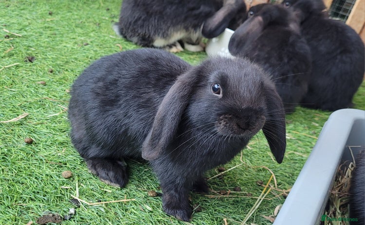 Mini Lop rabbits - Advert 3