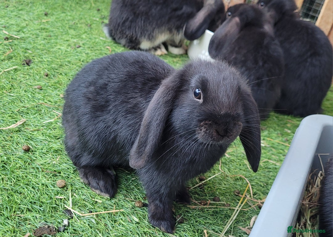 Mini Lop rabbits for sale: Beautiful Mini Lops - READY TO LEAVE  - Image 1
