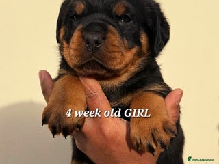 Rottweiler dogs BEAUTIFUL ROTTWEILER PUPPIES FULL KC SHOW QUALITY - Advert 1