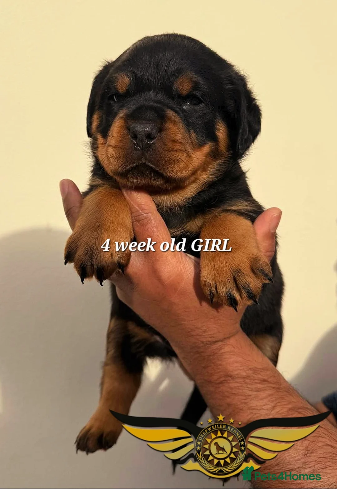 Rottweiler dogs for sale: BEAUTIFUL ROTTWEILER PUPPIES FULL KC SHOW QUALITY  - Advert 3