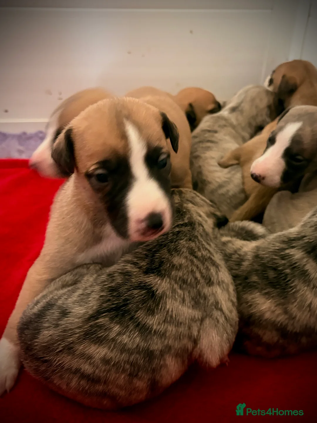 Whippet dogs for sale: KC whippet puppies  - Advert 4