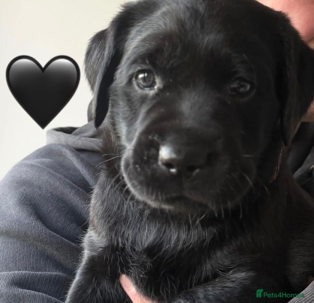 Labrador Retriever dogs for sale: Labrador Puppies  - Advert 4