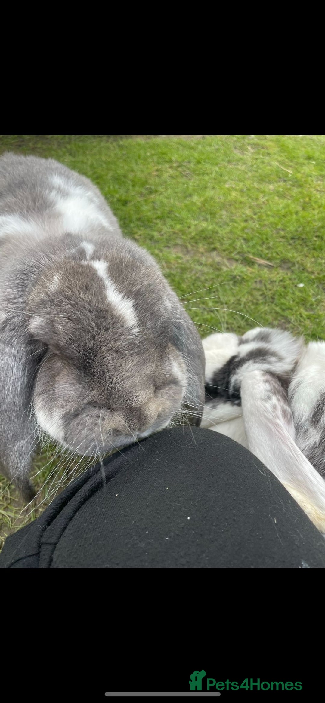 French Lop rabbits for sale: French lop - Advert 7