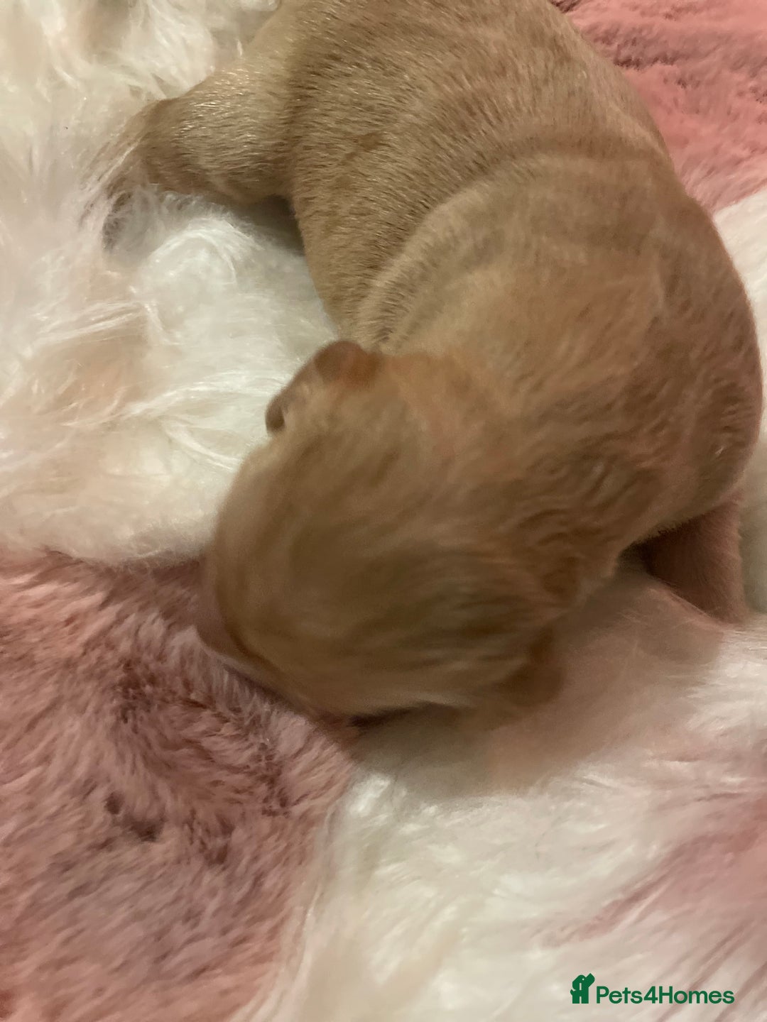 Mixed Breed dogs for sale: Golden retriever x Flatcoat retriever  - Advert 13