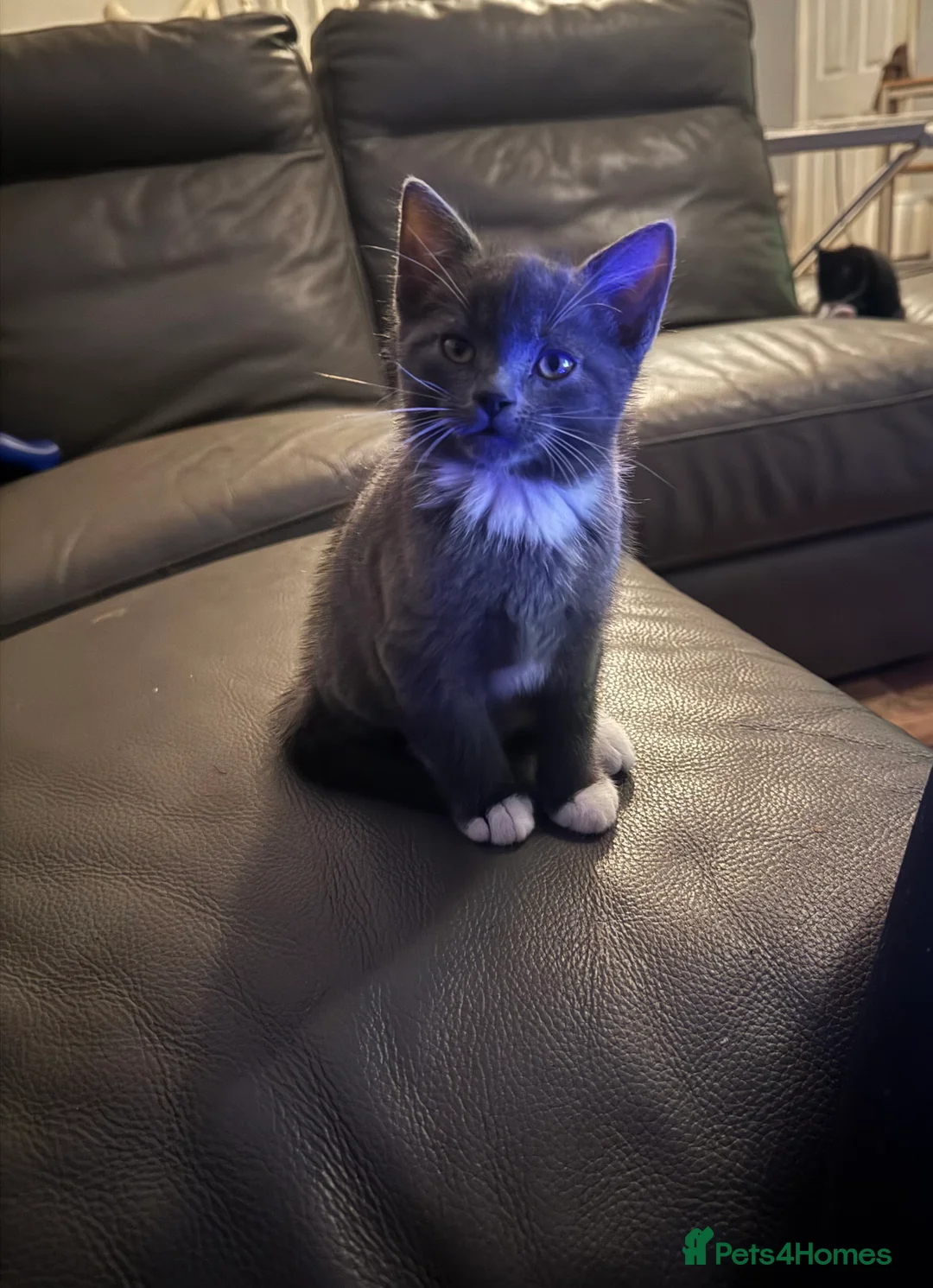 Mixed Breed cats for sale: Beautiful and super friendly mixed kittens - Advert 3