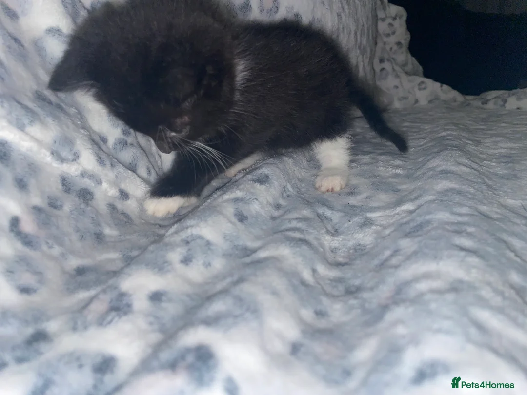 Mixed Breed cats for sale: ready to leave now! black and white kittens - Advert 18