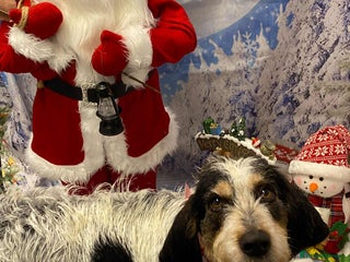 Mixed Breed dogs Chispa - cheeky Griffon X for adoption - Advert 1