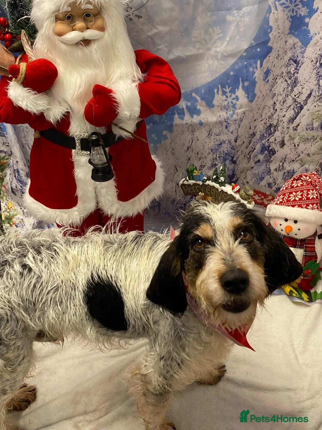 Mixed Breed dogs for adoption: Chispa - cheeky Griffon X for adoption - Advert 1