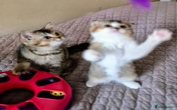 Scottish Fold cats for sale: TICA registered Scottish Fold ready to collect  - Image 17