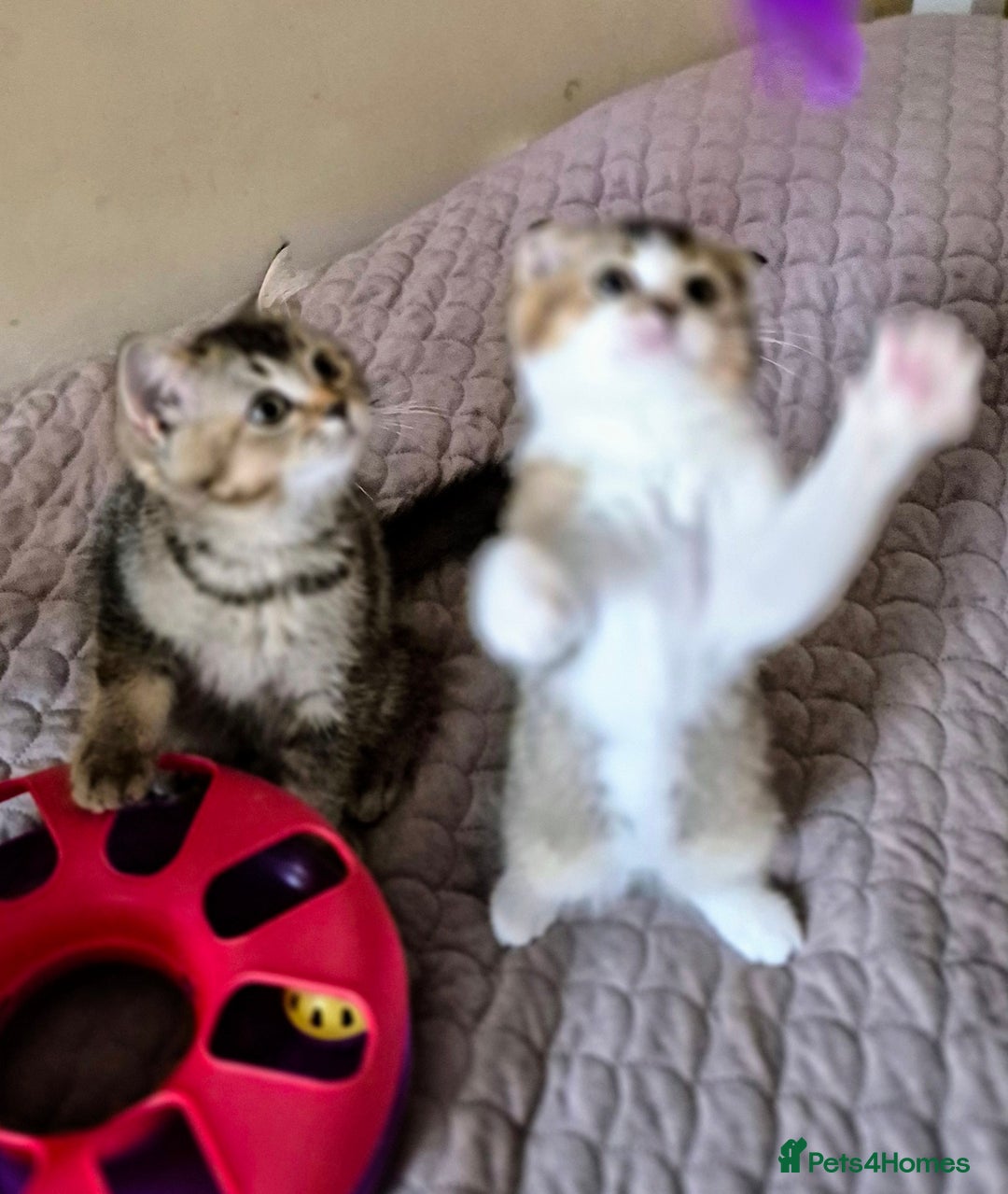 Scottish Fold cats for sale: TICA registered Scottish Fold ready to collect  - Image 17