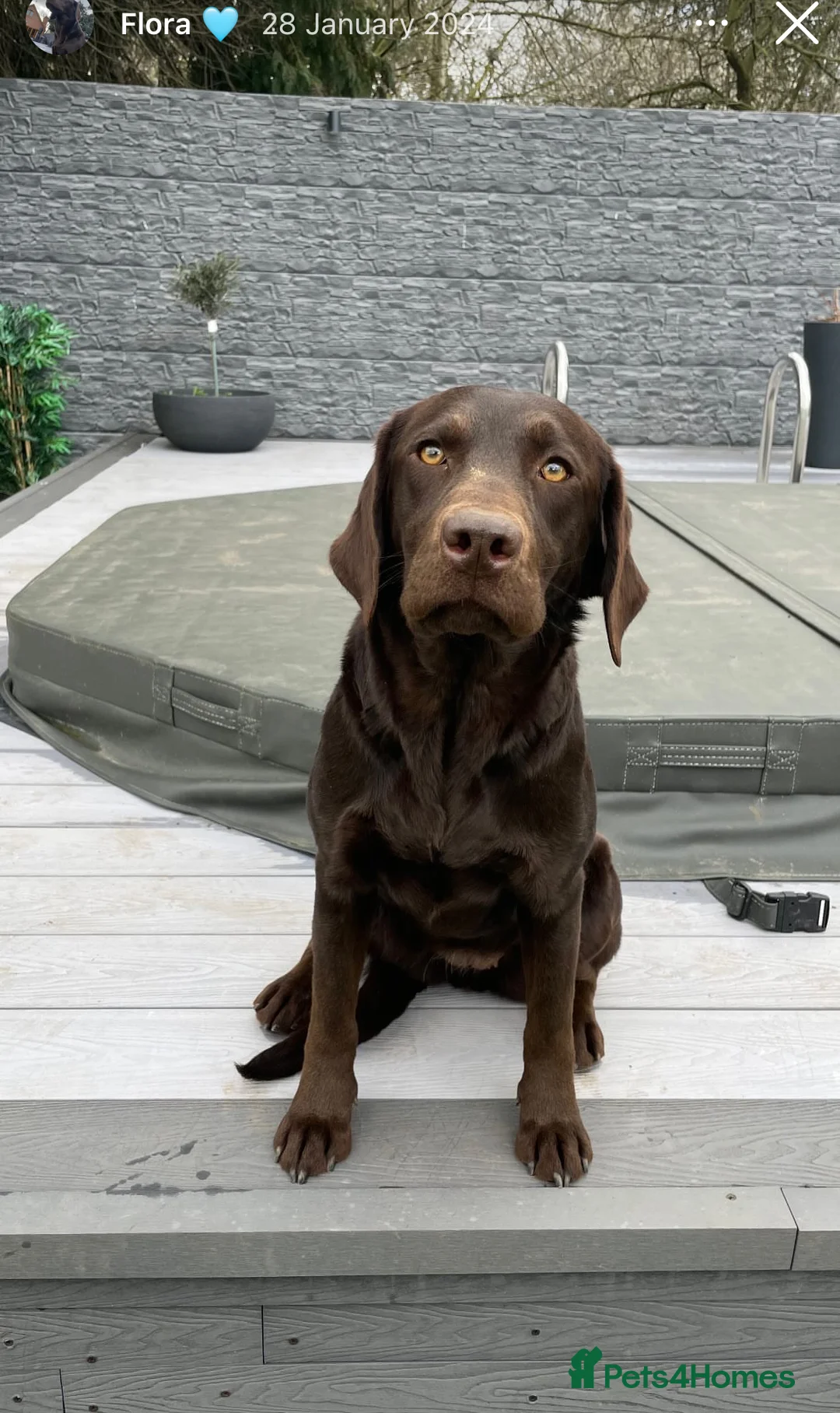 Labrador Retriever dogs for sale: Introducing… Anjola, your new best friend 💚 - Advert 8