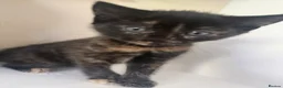 Mixed Breed cats for sale: 4 beautiful kittens in Stafford - Advert 19