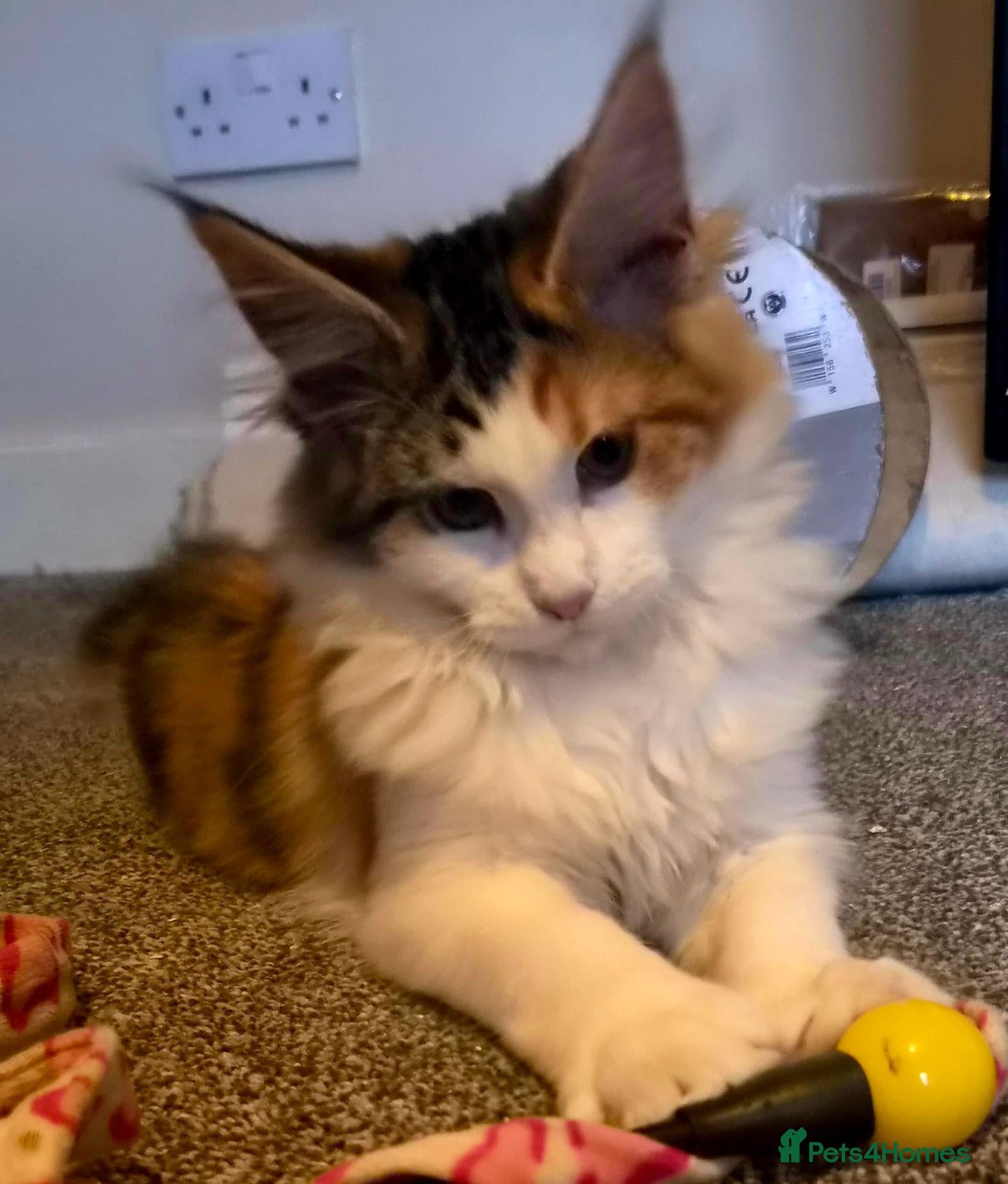 Maine Coon cats for sale: Beautiful Mainecoons  - Advert 2