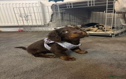 Miniature Dachshund dogs for sale: Long-haired Miniature dachshund puppy - Advert 8