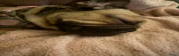 Mixed Breed dogs for sale: Beautiful french bulldog x cocker spaniel pups. in Leicester - Advert 1