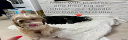 Mixed Breed dogs for sale: Stunning F1 parti Ttoodle pups ❤️Tibetan doodles❤️ - Advert 18