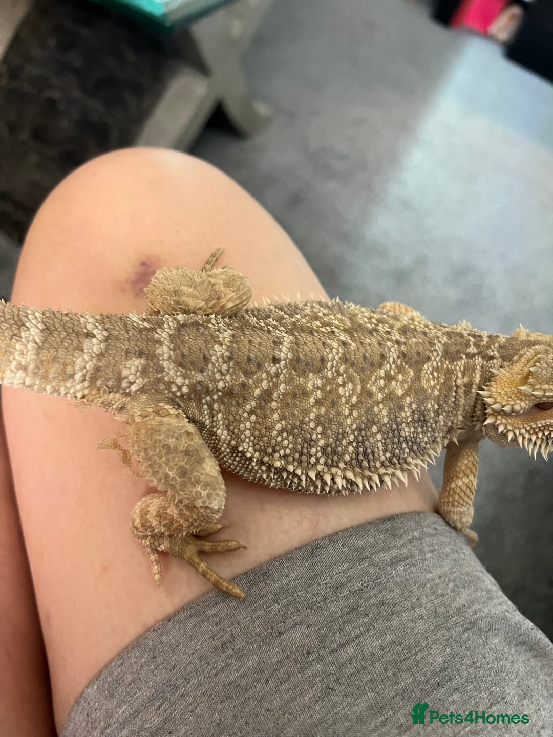 Bearded Dragon reptiles for sale: Bearded dragon  - Image 12