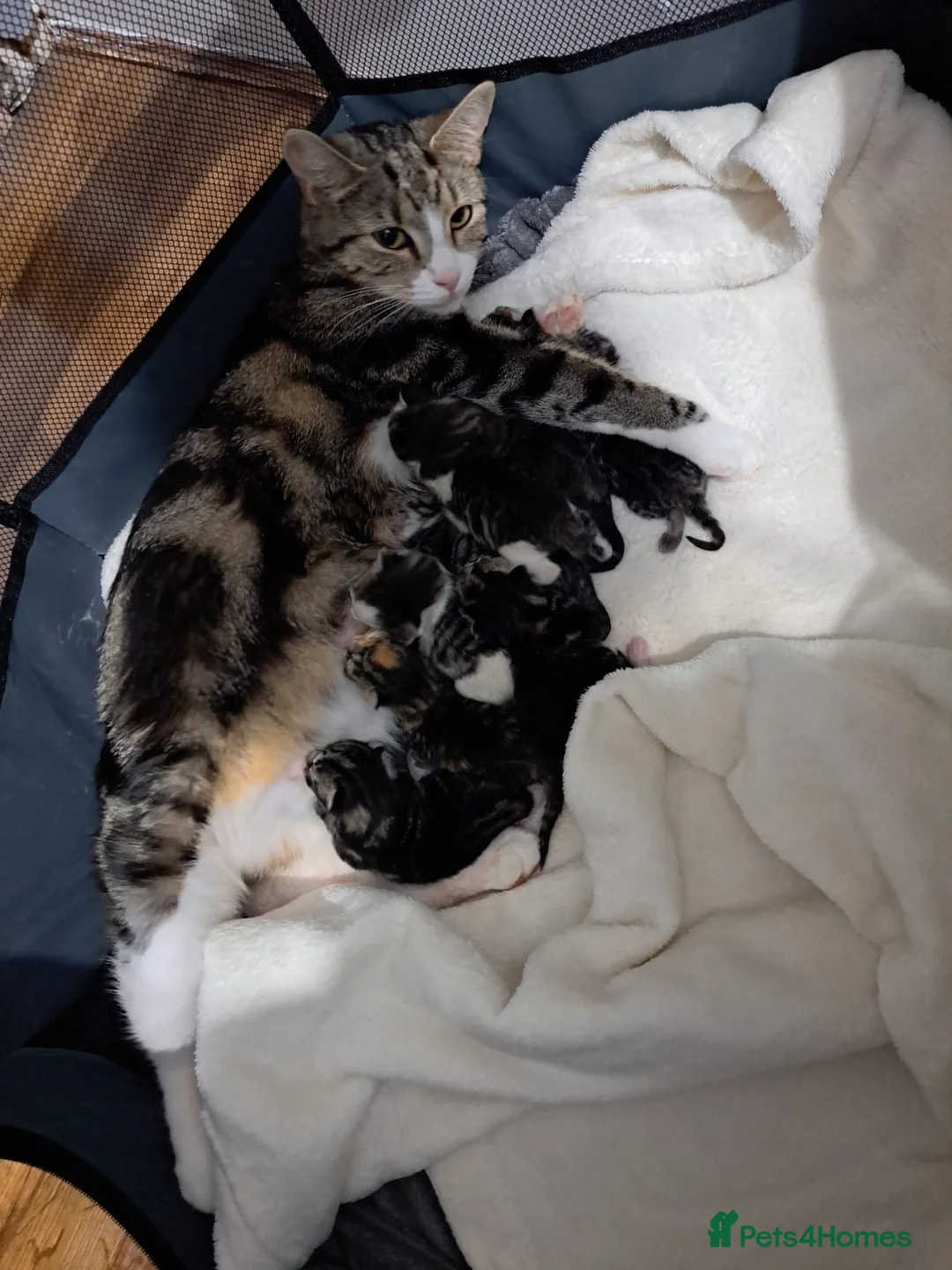 Mixed Breed cats for sale: Kittens - Advert 4