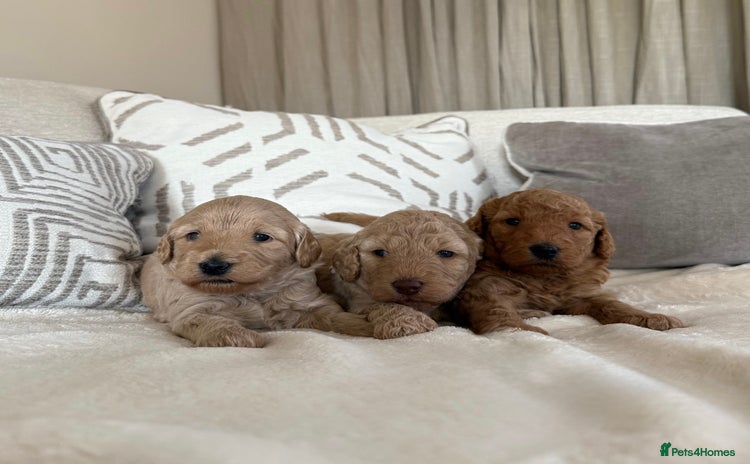 Australian Labradoodle dogs - Advert 1