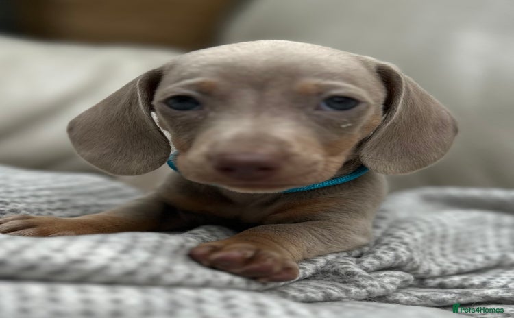 Dachshund dogs - Advert 6