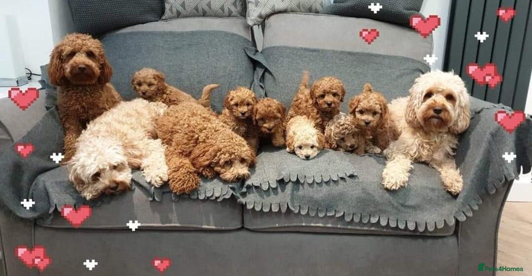 Cavapoo dogs for sale: 5 Star licenced breeder ** 2 girls available ** - Image 16