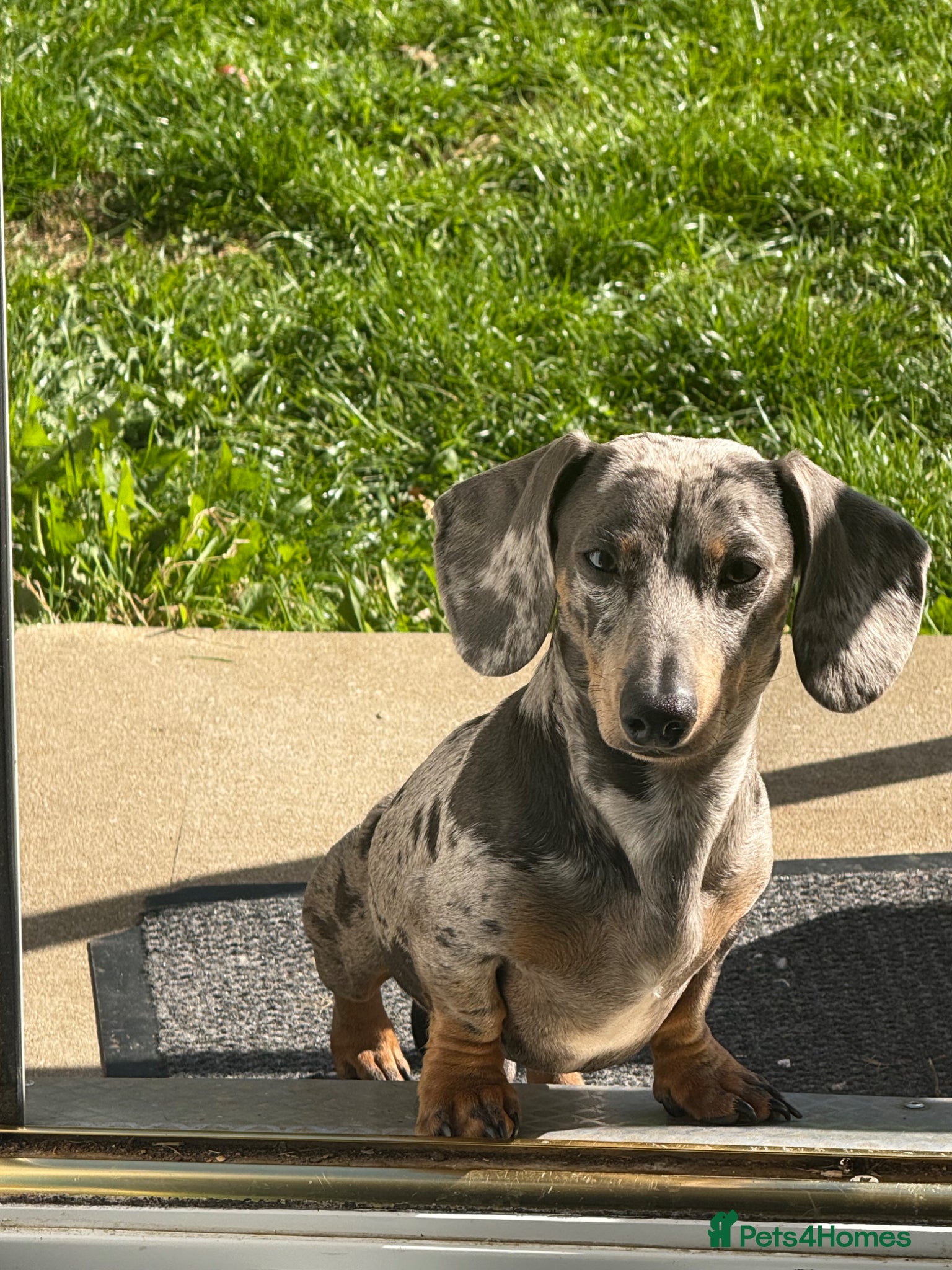 Miniature Dachshund dogs Blue  - Advert 9