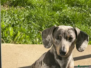 Miniature Dachshund dogs Blue - Advert 9