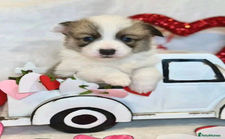 Welsh Corgi Pembroke dogs - Advert 1