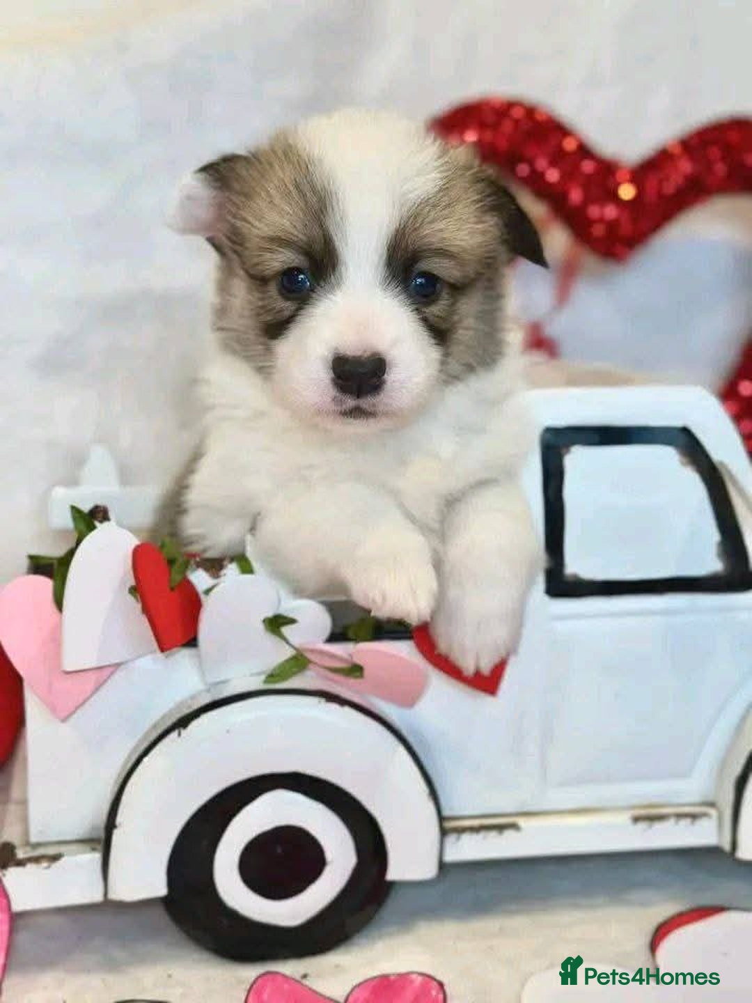 Welsh Corgi Pembroke dogs for sale: cute corgi puppy ready to meet new family  - Image 1