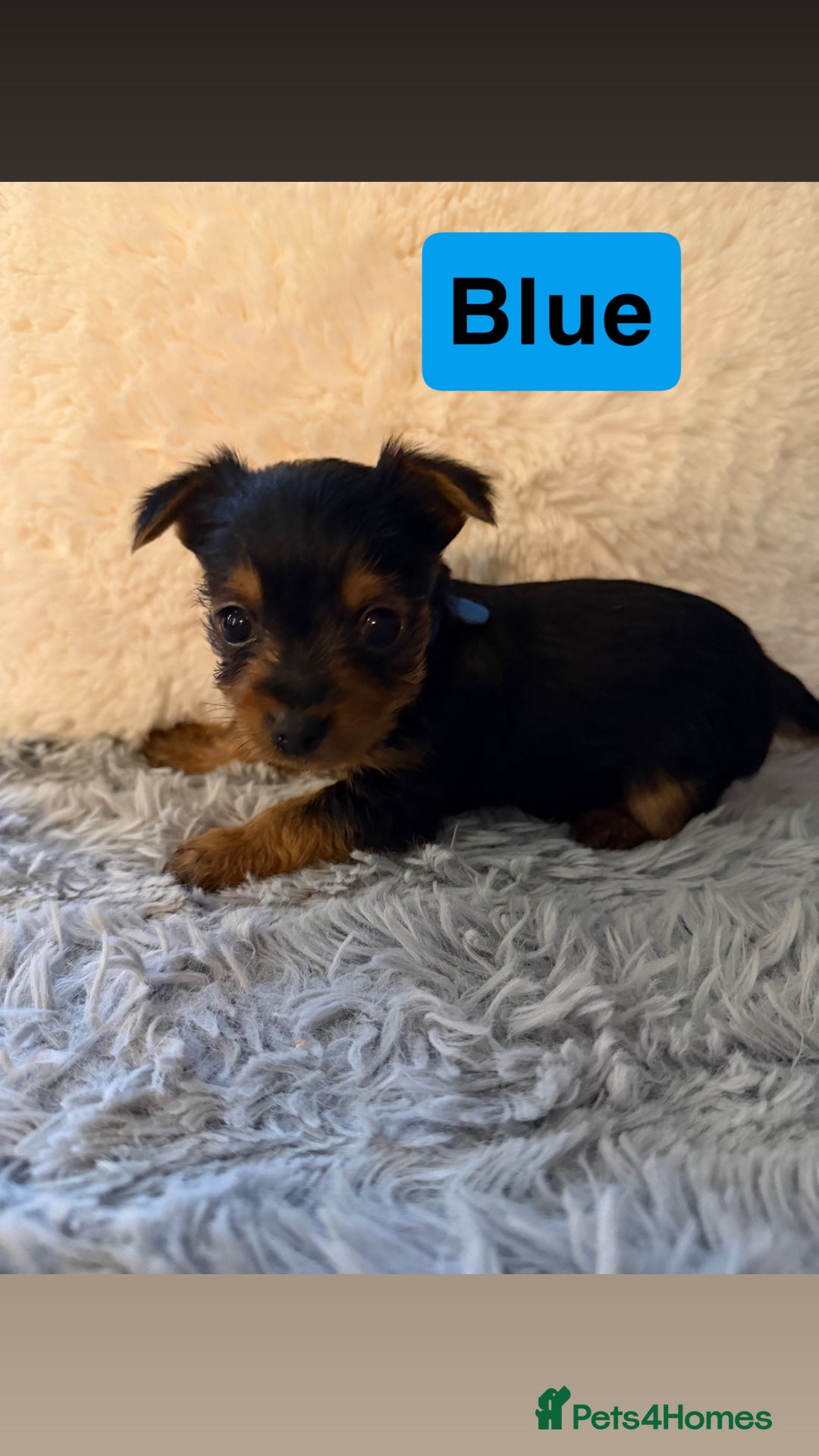 Yorkshire Terrier dogs for sale: Miniature Yorkshire terrier  - Advert 5