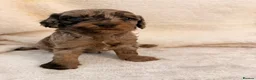 Cavapoo dogs for sale: ⭐️ ⭐️ 1 Rare Choc & Tan Female left! ⭐️ - Advert 24