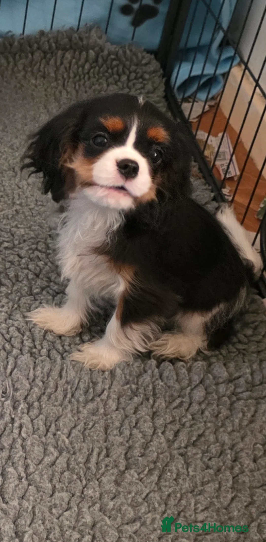 Cavalier King Charles Spaniel dogs for sale: Only 3 puppies left ,1 tri and 1x blenheim girls - Advert 2
