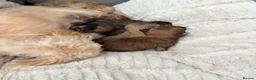 Shih Tzu dogs for sale: Shihtzu babies - Advert 4