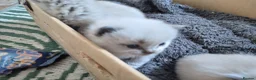 Ragdoll cats for sale: Three gorgeous Ragdoll babies  - Advert 5