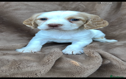 Cocker Spaniel dogs for sale: Gorgeous kc registered cocker spaniel puppies - Image 33