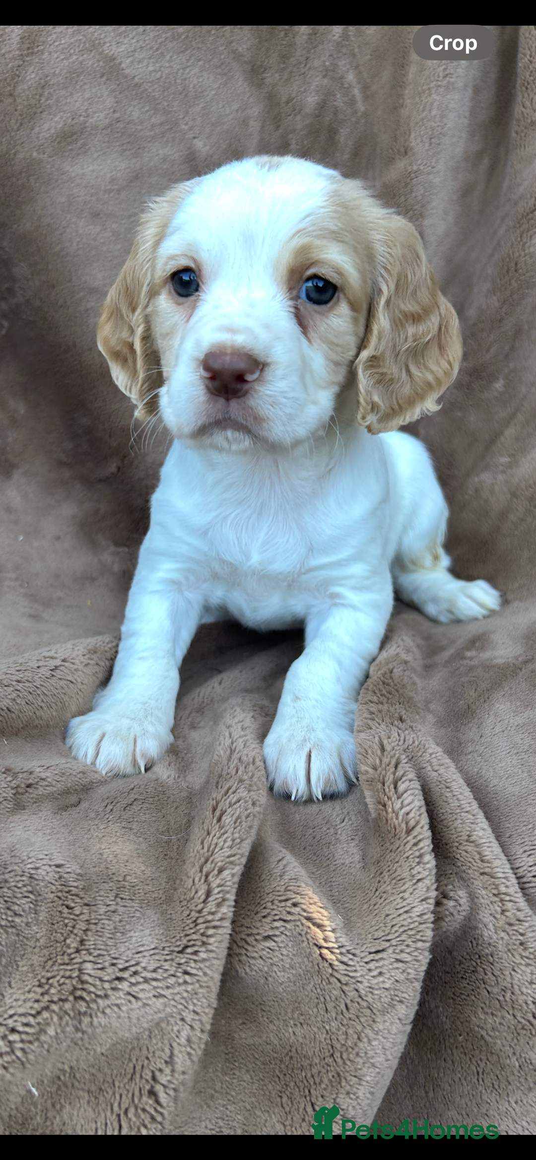 Cocker Spaniel dogs for sale: Gorgeous kc registered cocker spaniel puppies - Image 33