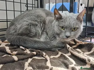 Mixed Breed cats Sweetest BSH girl with green eyes needs a home. - Advert 16