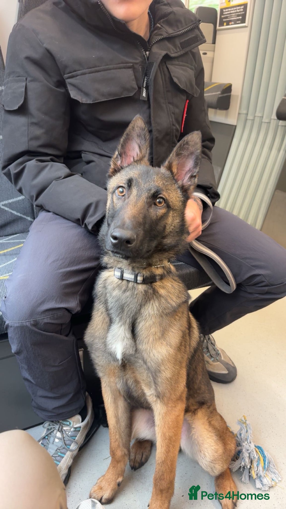 Belgian Shepherd Dog dogs 8 month Belgian Malinois - Advert 1