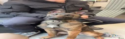 Belgian Shepherd Dog dogs for sale: 8 month Belgian Malinois in Birkenhead - Advert 1