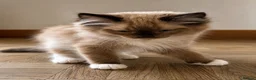 Ragdoll cats for sale: Ragdoll & Ragdoll cross kittens - Advert 9