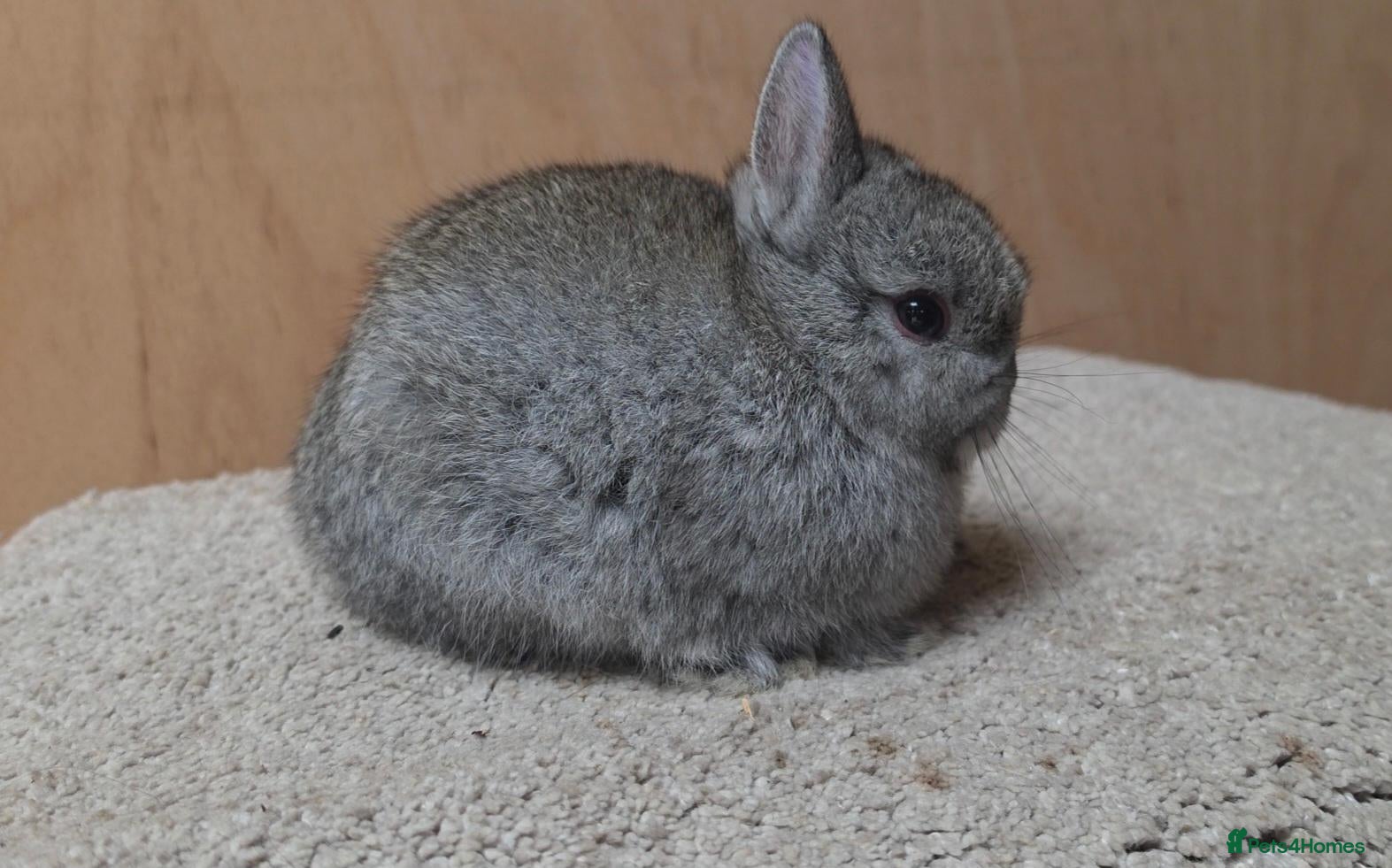 Netherland Dwarf rabbits 🐰 PUREBRED CHINCHILLA NETHERLAND DWARF BUCKS🐰 - Advert 12
