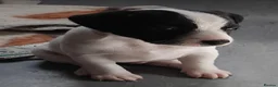 Jack Russell dogs for sale: Jack Russell puppies  - Advert 17