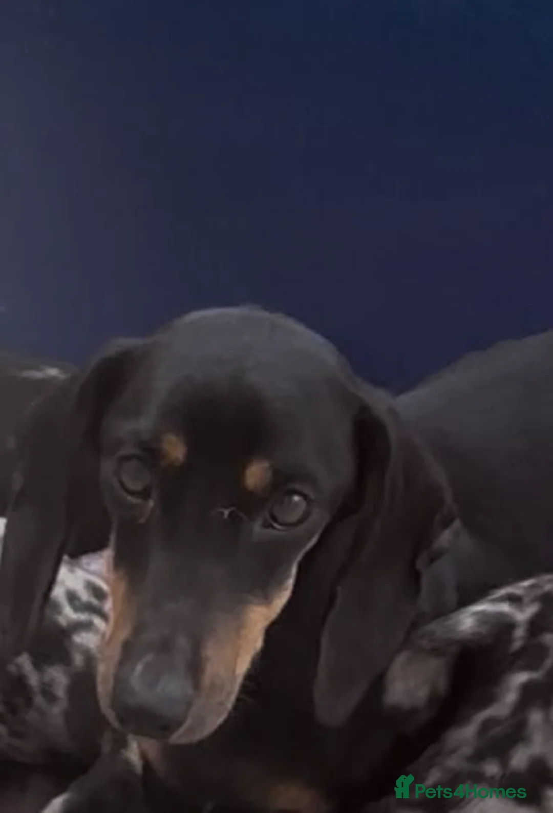 Miniature Dachshund dogs for sale: Miniature dachshund  - Advert 2