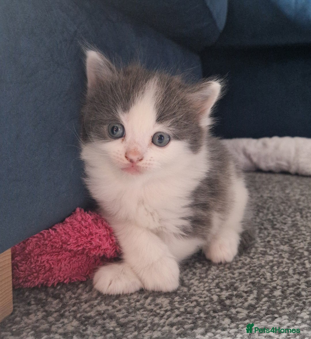 Mixed Breed cats for sale: Kittens - Image 9