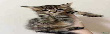 Female Kitten 