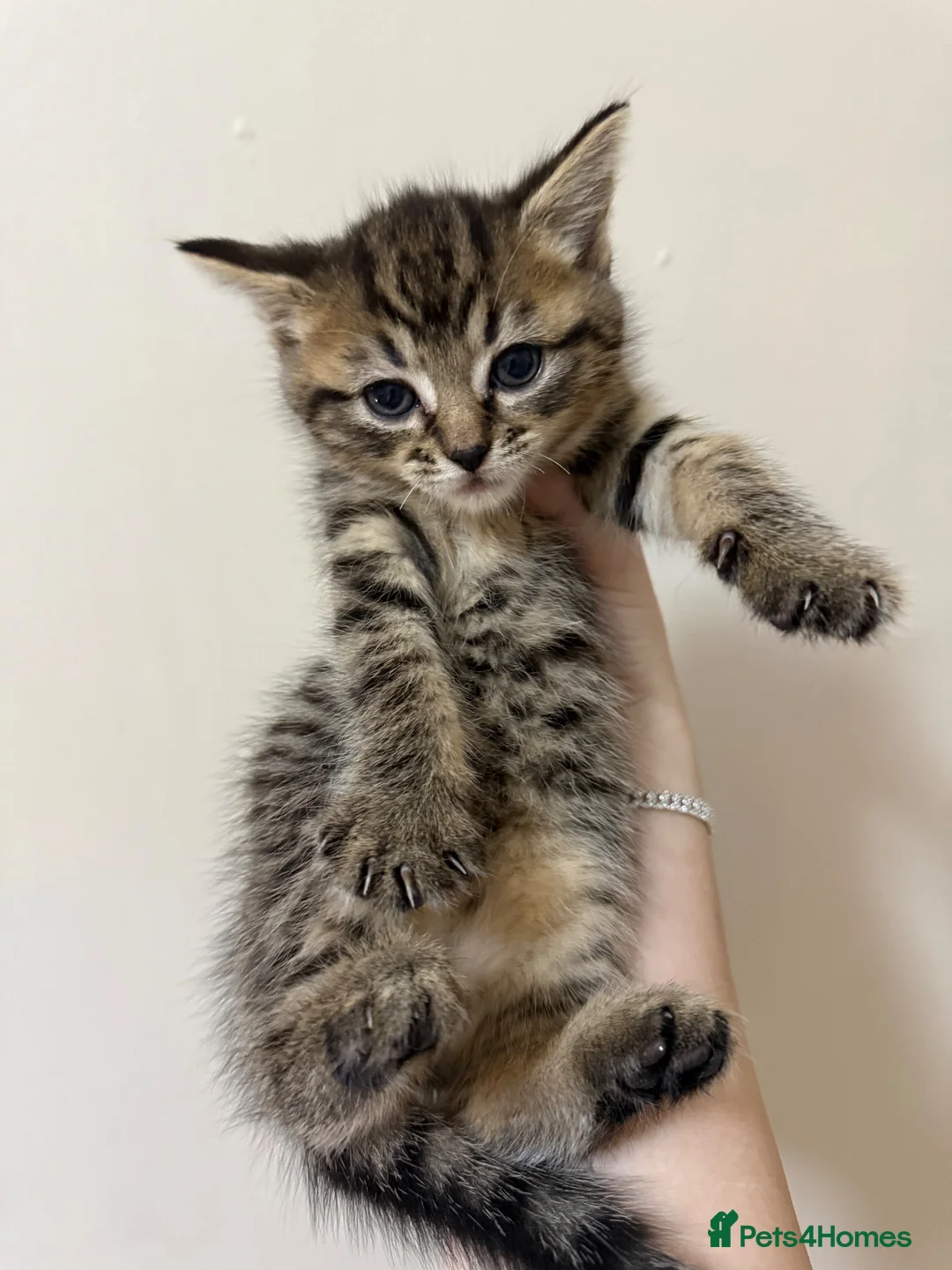Mixed Breed cats for sale: British shorthaired cross kitten - Advert 7