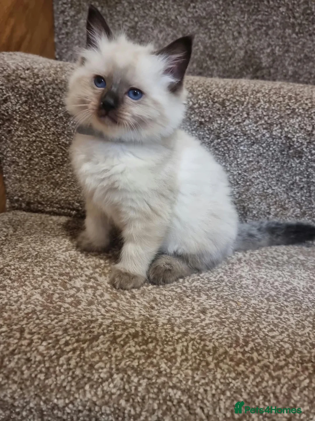 Ragdoll cats for sale: Lovely Ragdoll looking for home - Advert 2