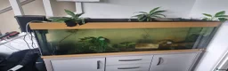 Axolotl reptiles for sale: 3 Axolotls and 4ft tank in Andover - Advert 2