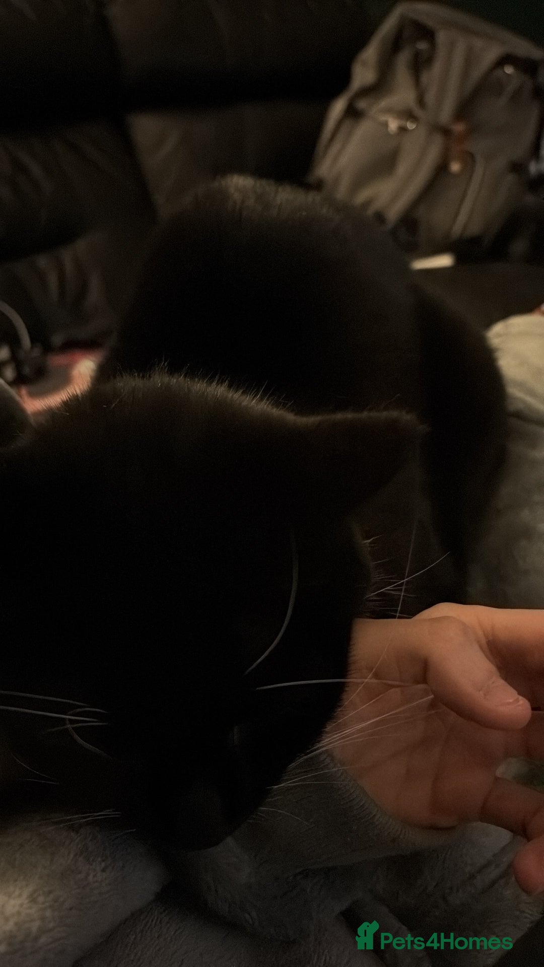 Mixed Breed cats for sale: Nala 2 years old female - Advert 2