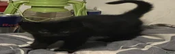 British Shorthair cats for sale: 2 black kittens  - Advert 9